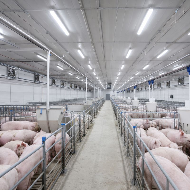 Agriculture LED lighting applications — Sunjoylight industrial lighting solutions