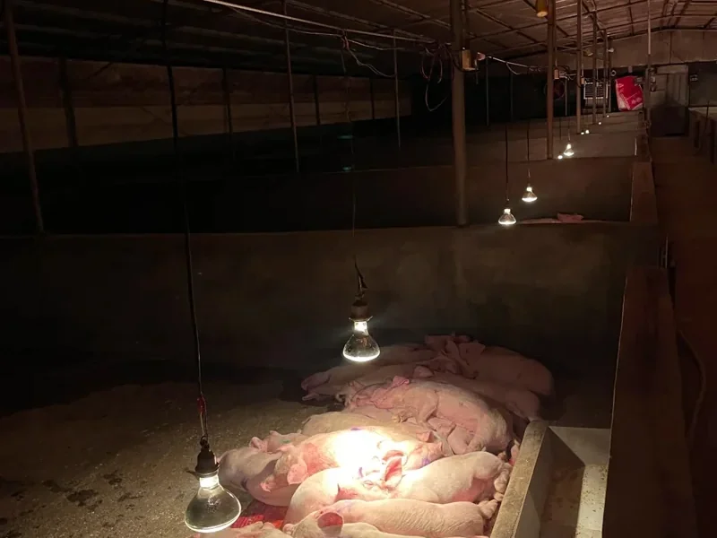 Agricultural Lighting: Which Lux Number Actually Governs